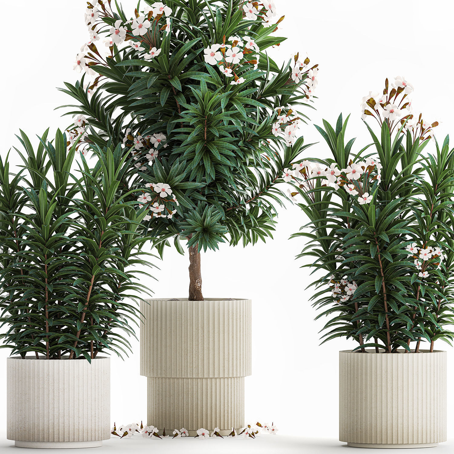 Beautiful plant white Nerium oleander flowers in pots 1366 3D model_8