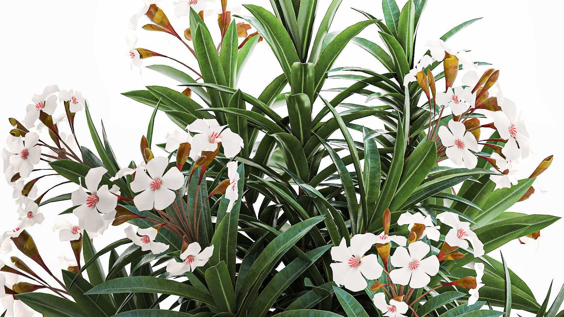 Beautiful plant white Nerium oleander flowers in pots 1366 3D model_6