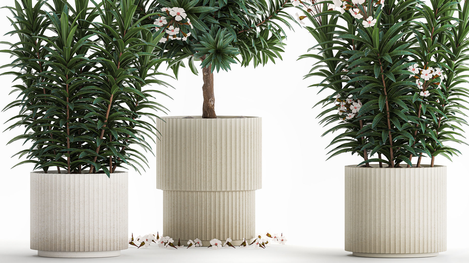 Beautiful plant white Nerium oleander flowers in pots 1366 3D model_3