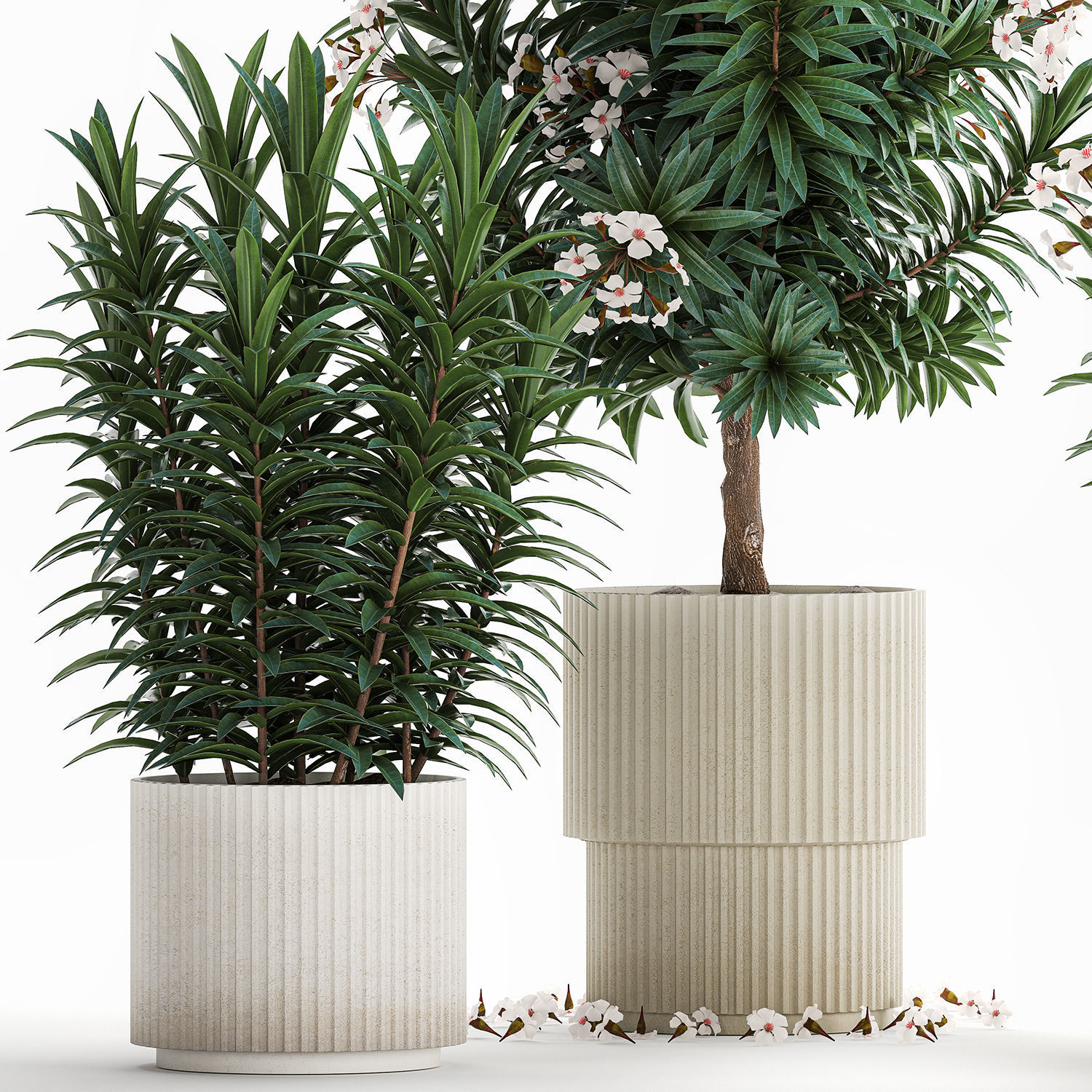 Beautiful plant white Nerium oleander flowers in pots 1366 3D model_9