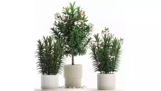 Beautiful plant white Nerium oleander flowers in pots 1366 3D model