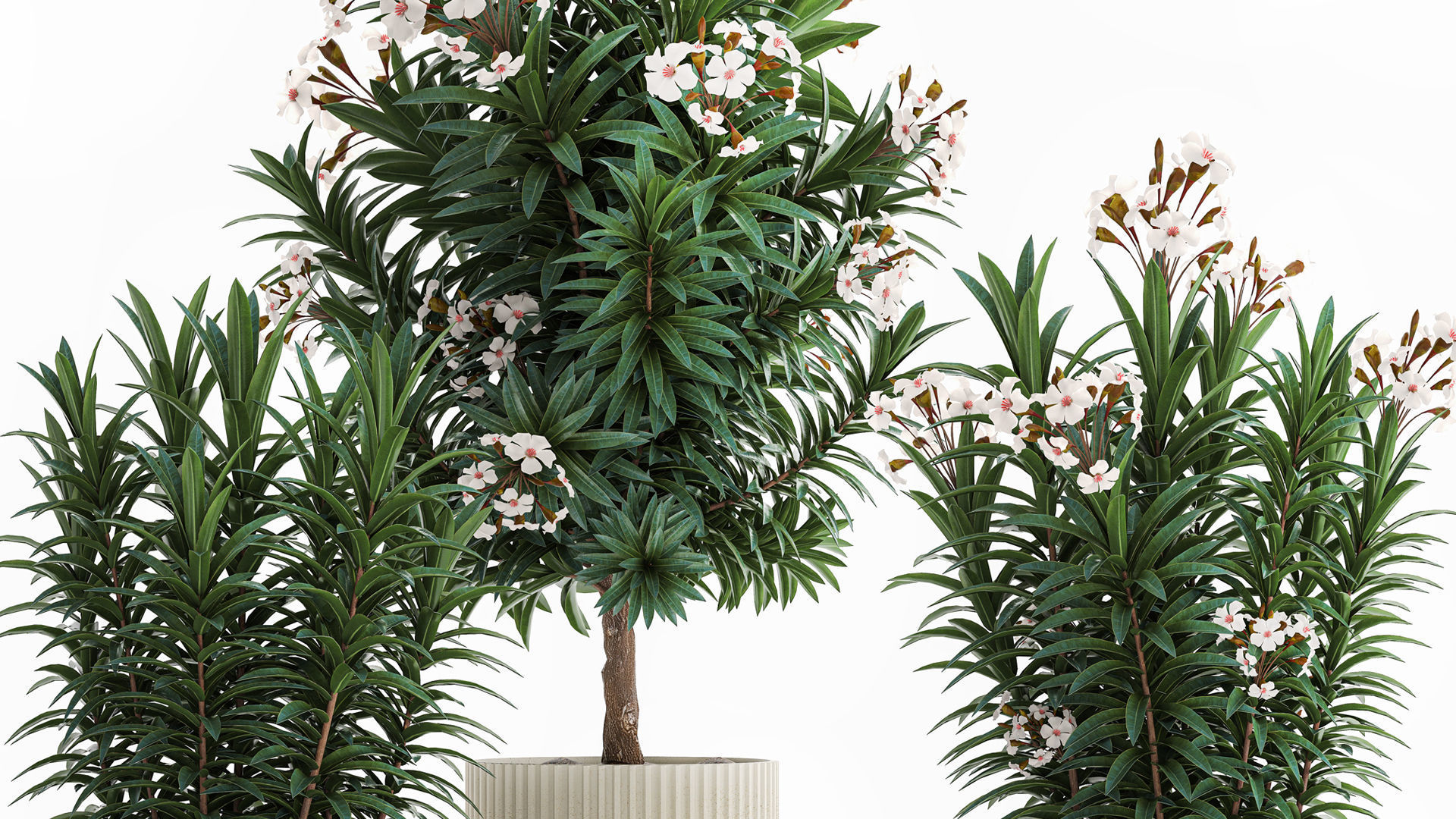 Beautiful plant white Nerium oleander flowers in pots 1366 3D model_2