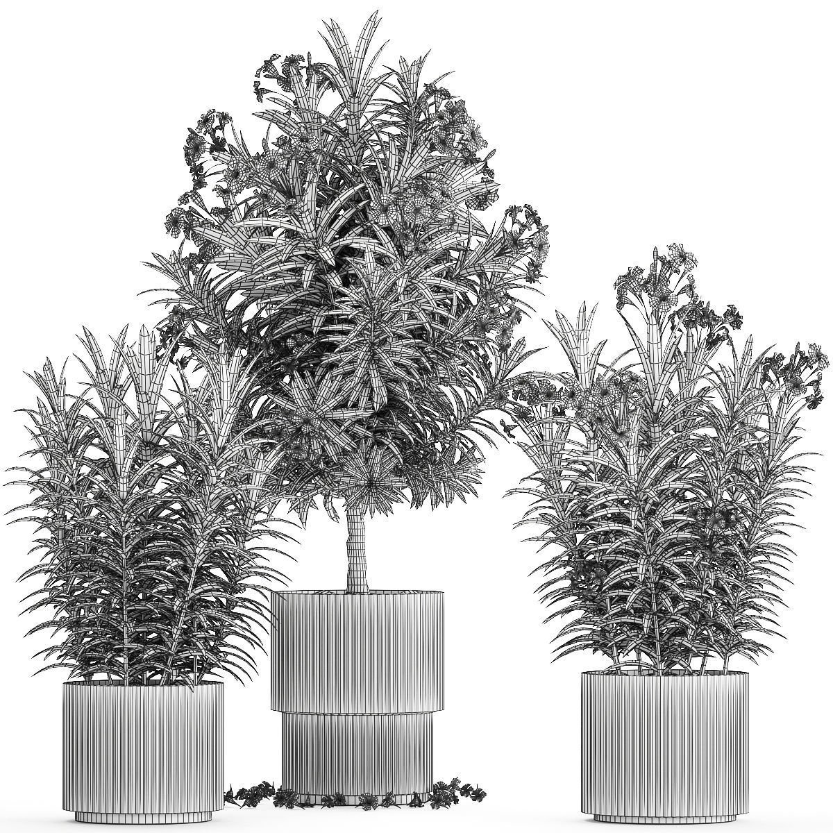 Beautiful plant white Nerium oleander flowers in pots 1366 3D model_12