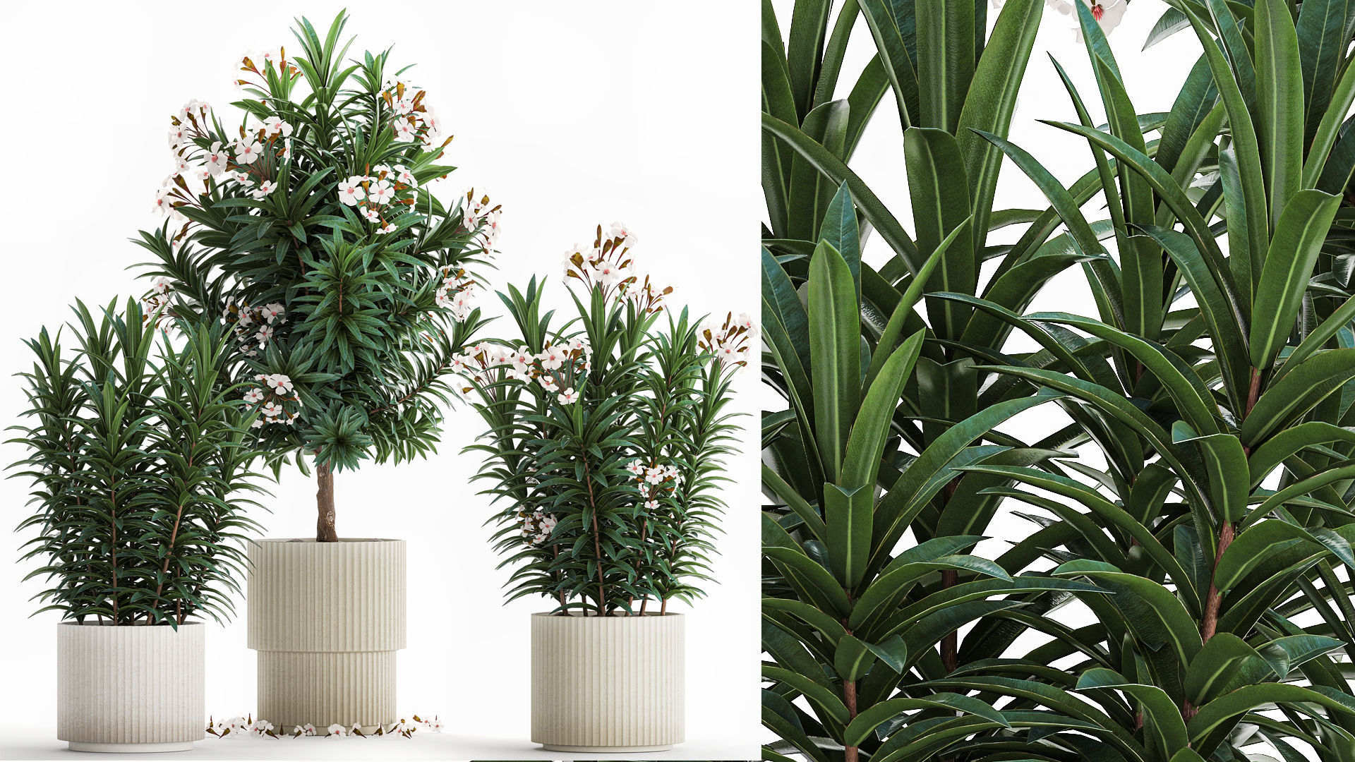Beautiful plant white Nerium oleander flowers in pots 1366 3D model_1