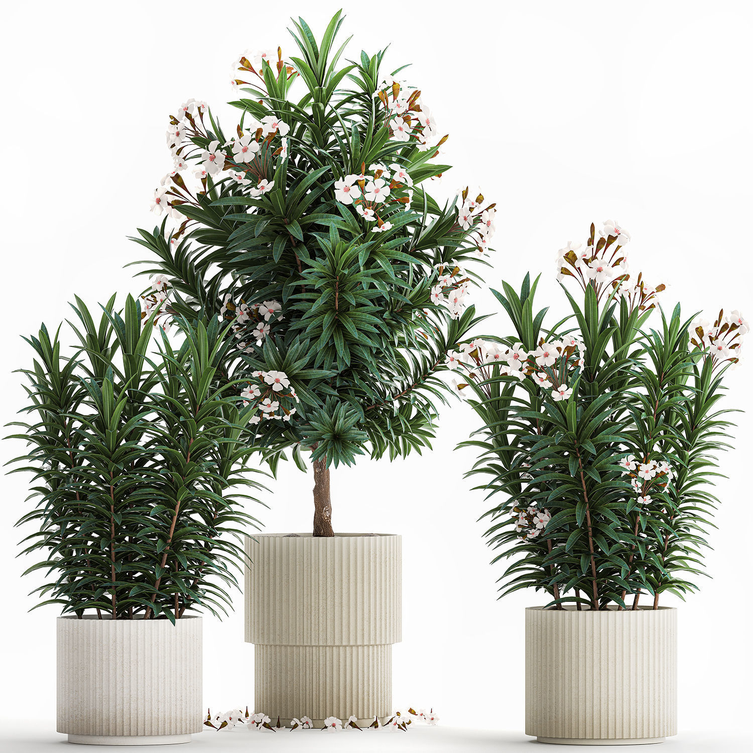 Beautiful plant white Nerium oleander flowers in pots 1366 3D model_7