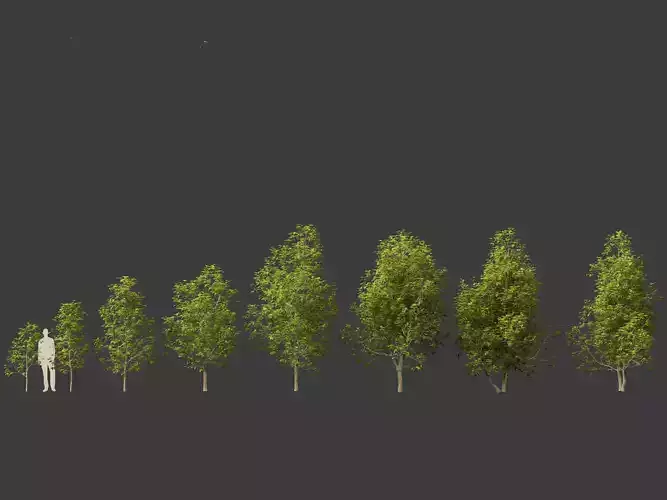 Eucommia ulmoides - Hardy rubber tree 01