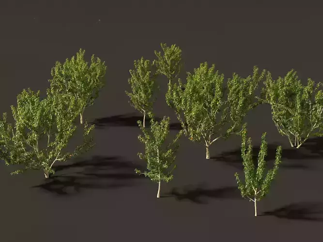 Maclura pomifera - Osage orange 01 3D model
