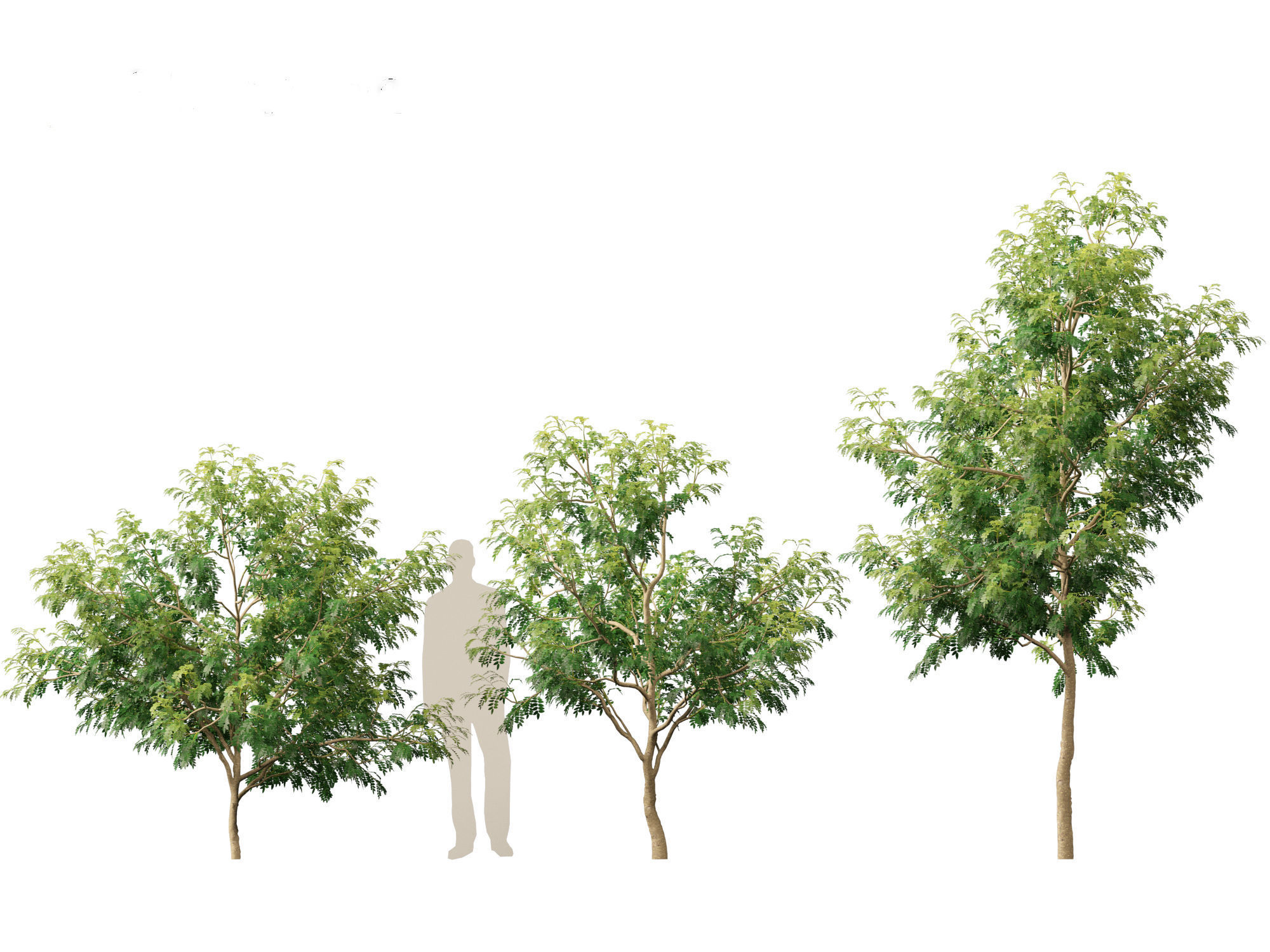 Styphnolobium japonicum - Japanese pagoda tree 01 3D model_5