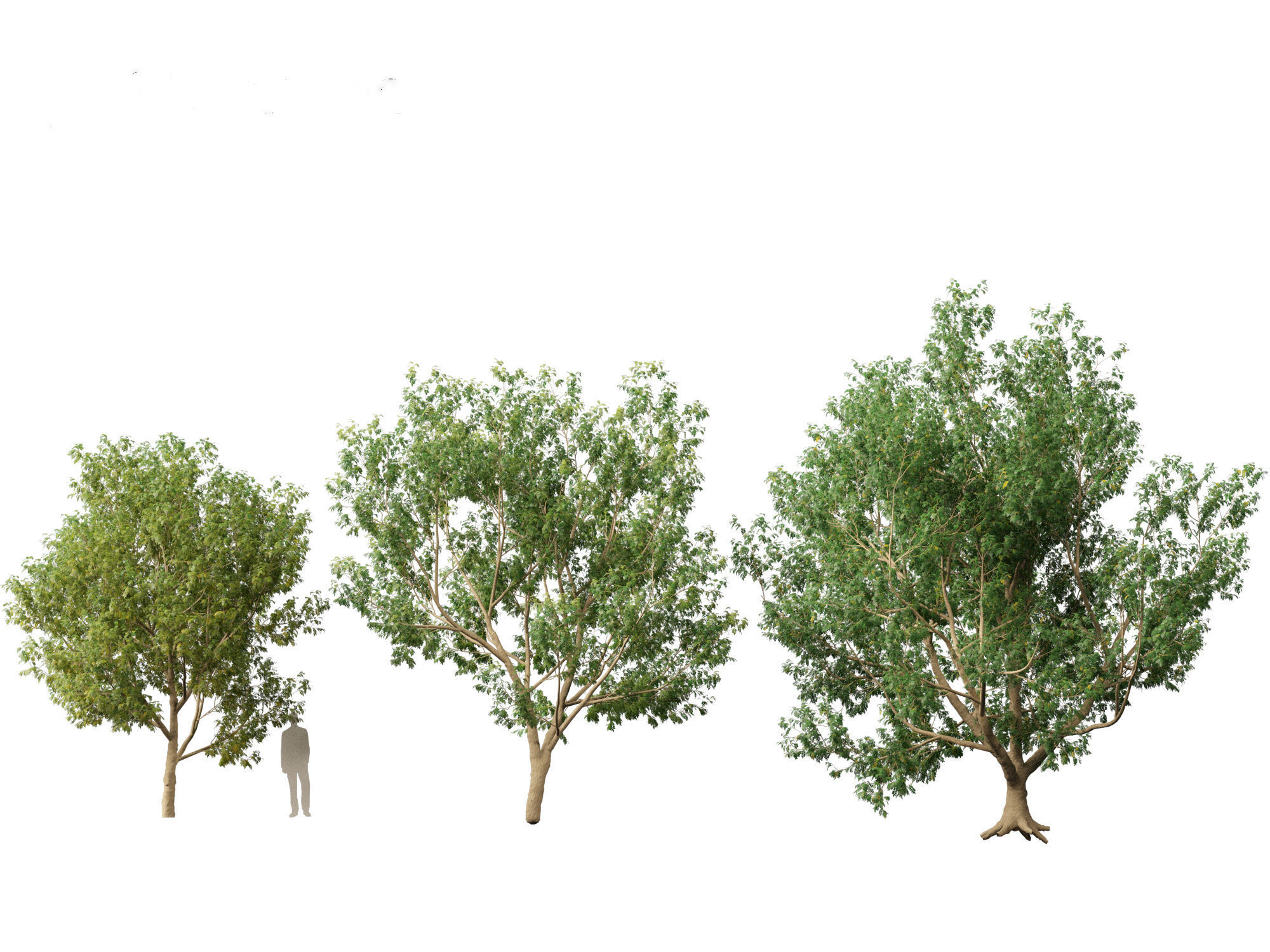 Styphnolobium japonicum - Japanese pagoda tree 01 3D model_3