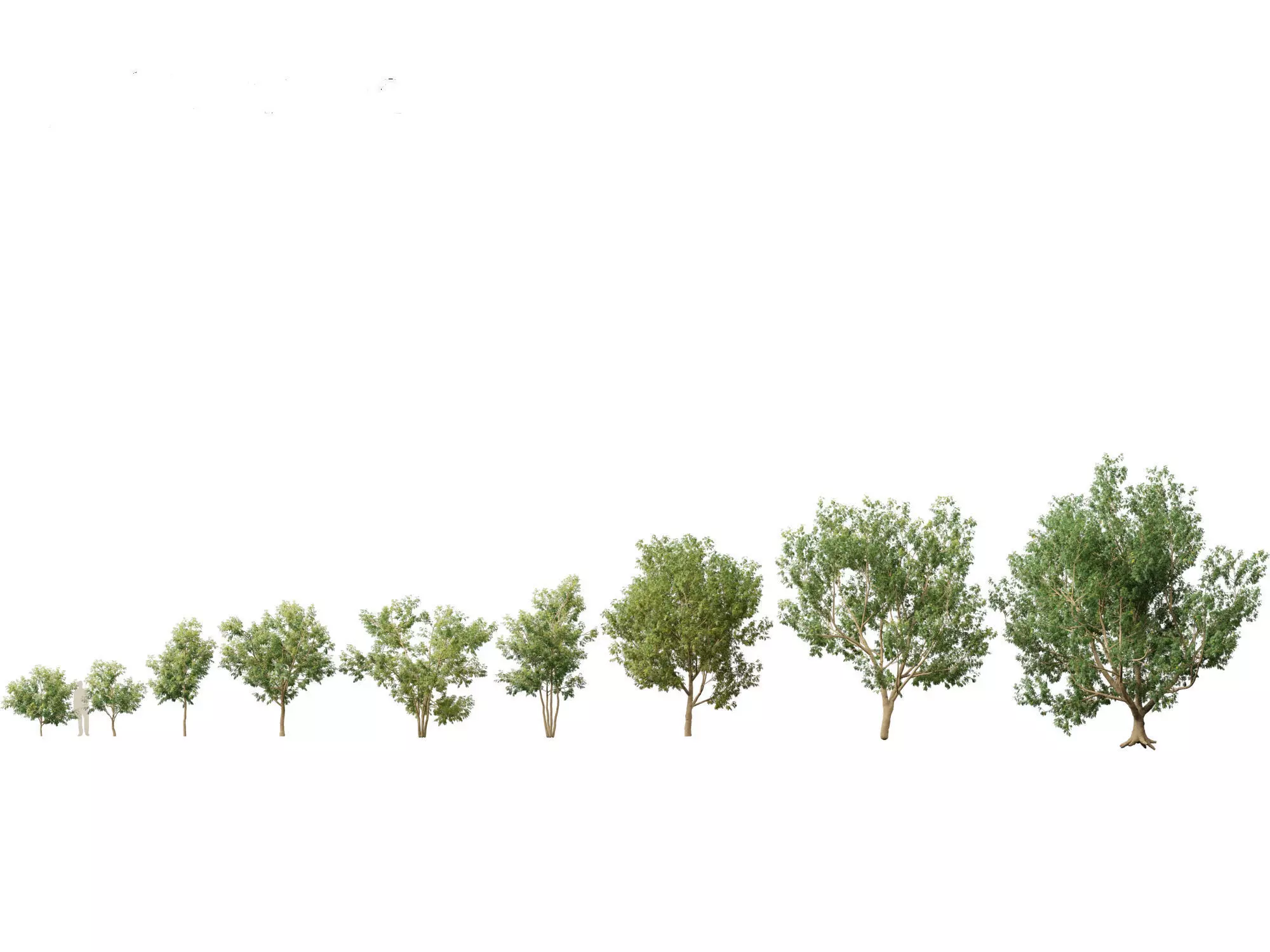 Styphnolobium japonicum - Japanese pagoda tree 01 3D model_0