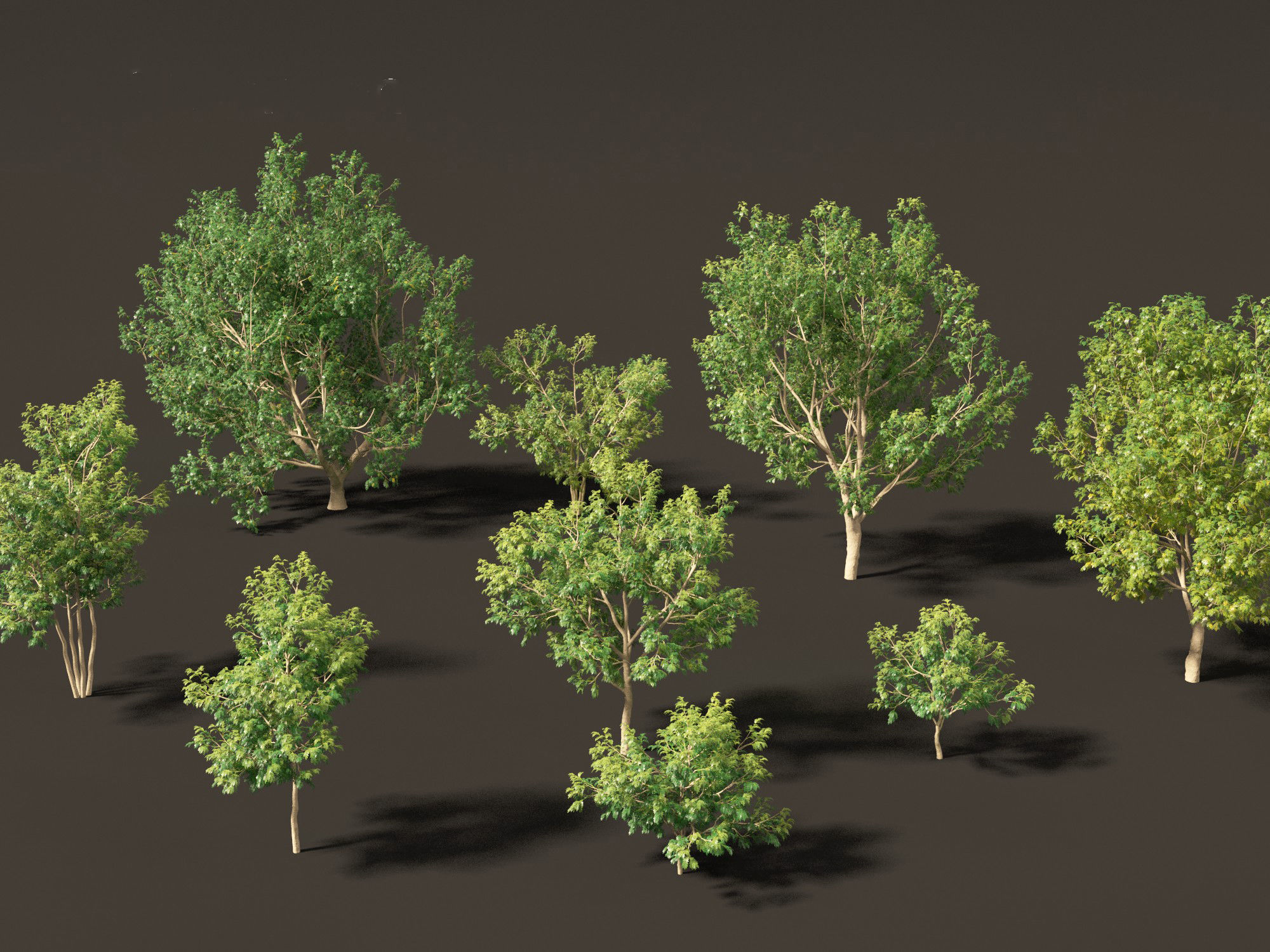 Styphnolobium japonicum - Japanese pagoda tree 01 3D model_7