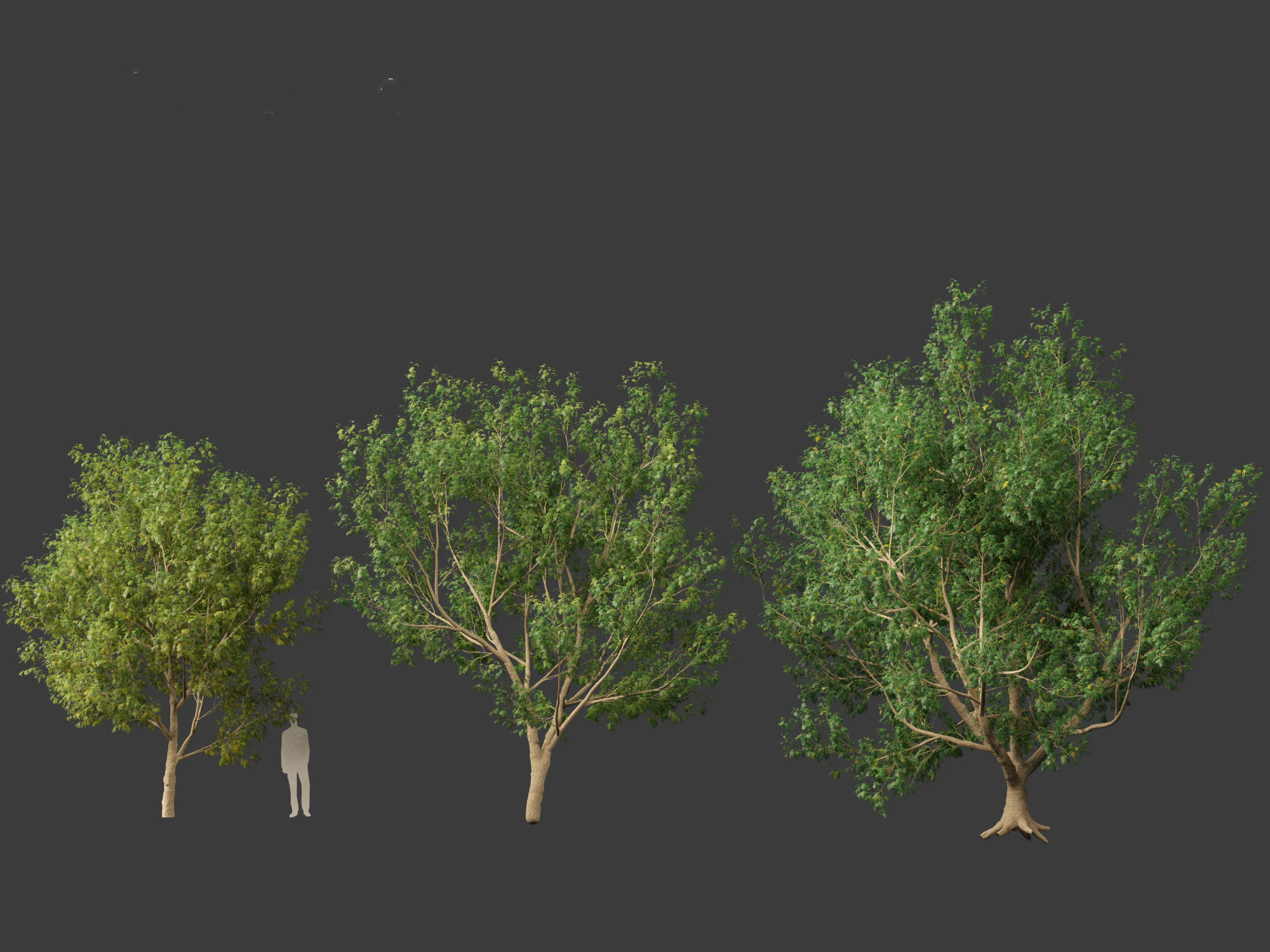 Styphnolobium japonicum - Japanese pagoda tree 01 3D model_4