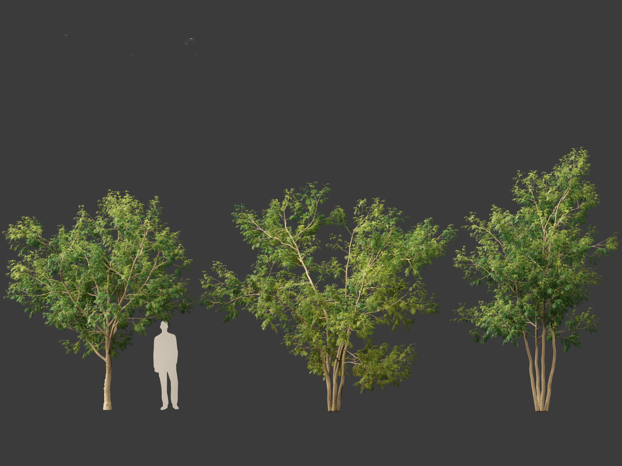 Styphnolobium japonicum - Japanese pagoda tree 01 3D model_1