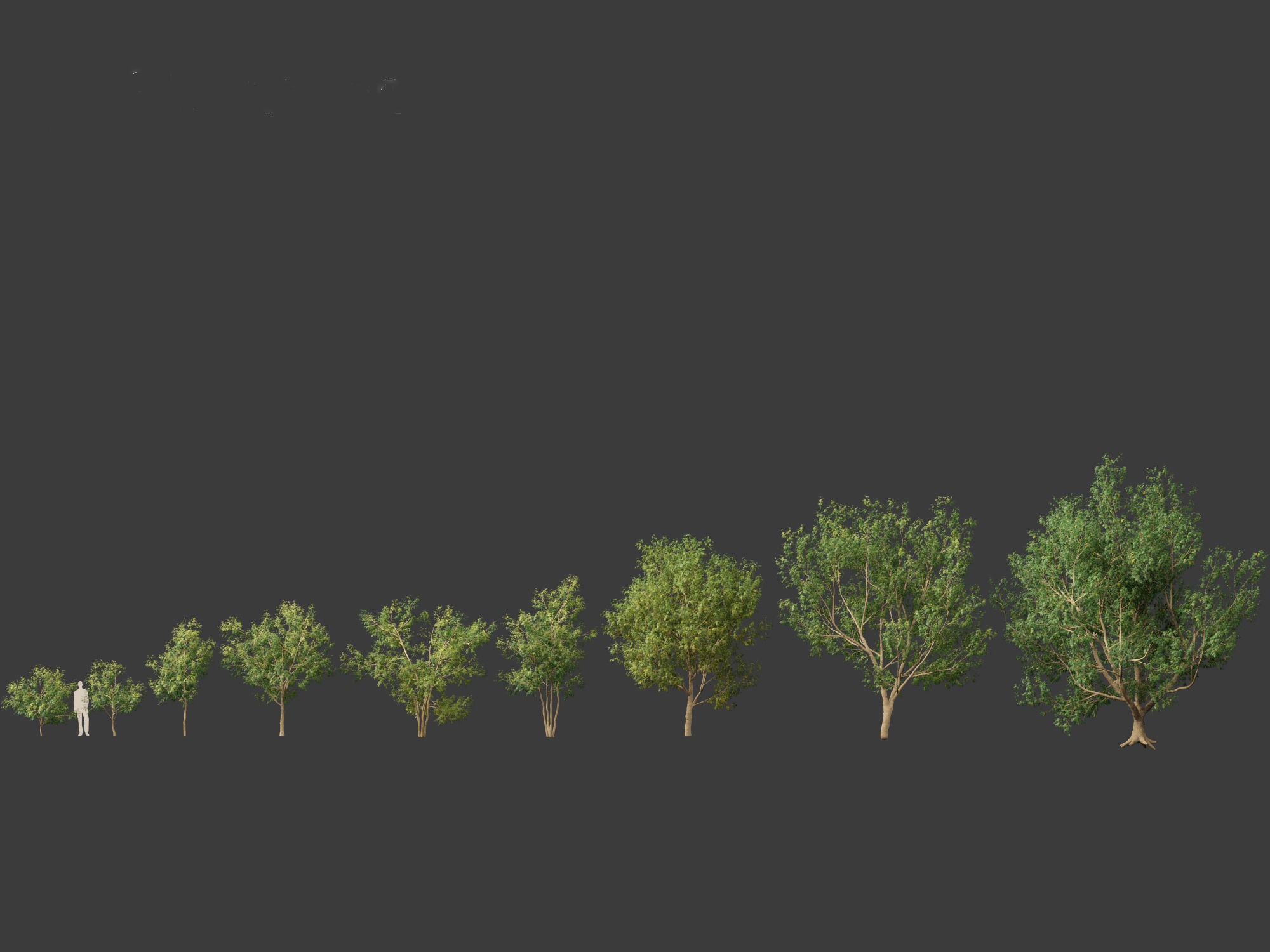 Styphnolobium japonicum - Japanese pagoda tree 01 3D model_2