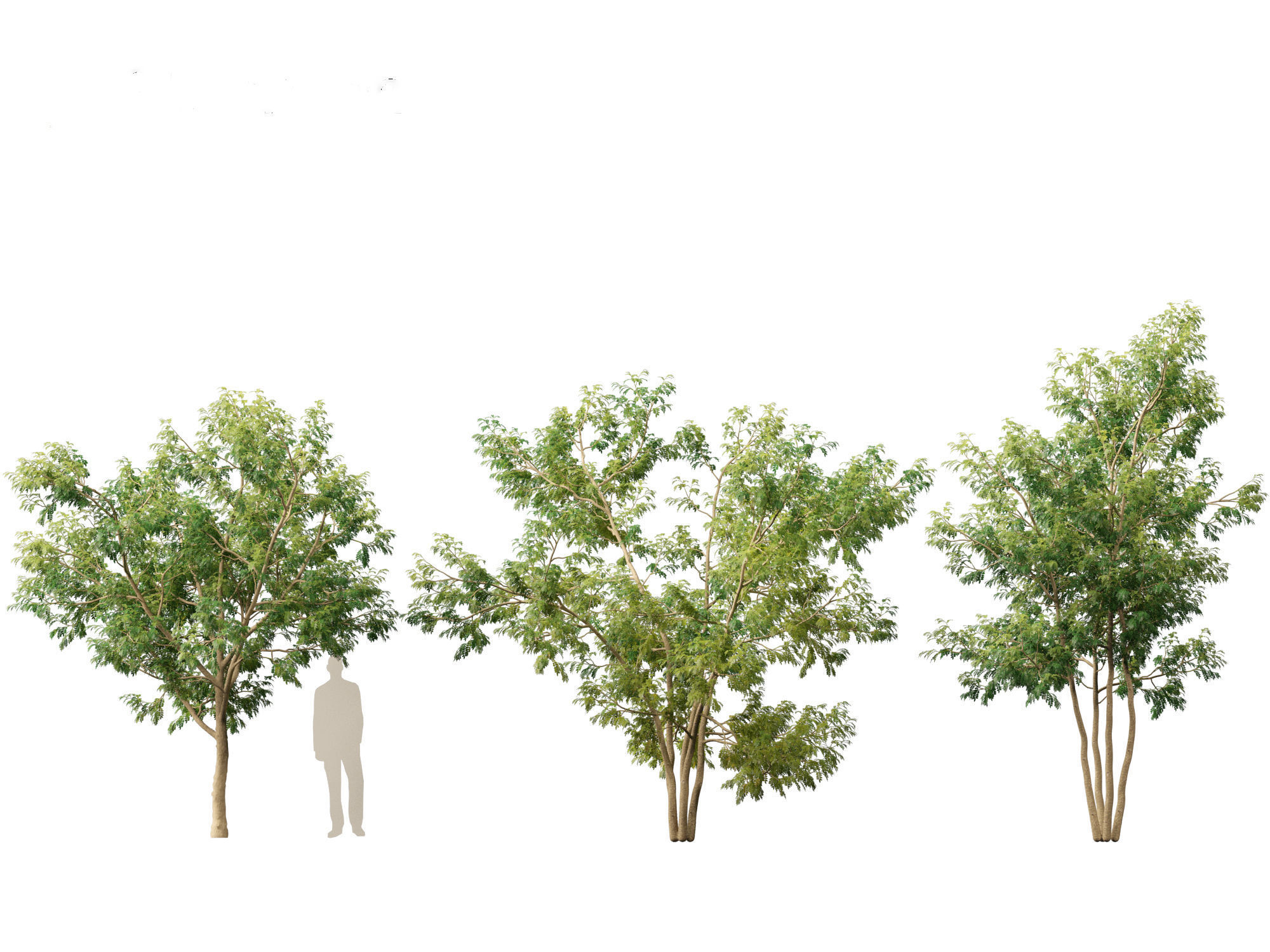 Styphnolobium japonicum - Japanese pagoda tree 01 3D model_6