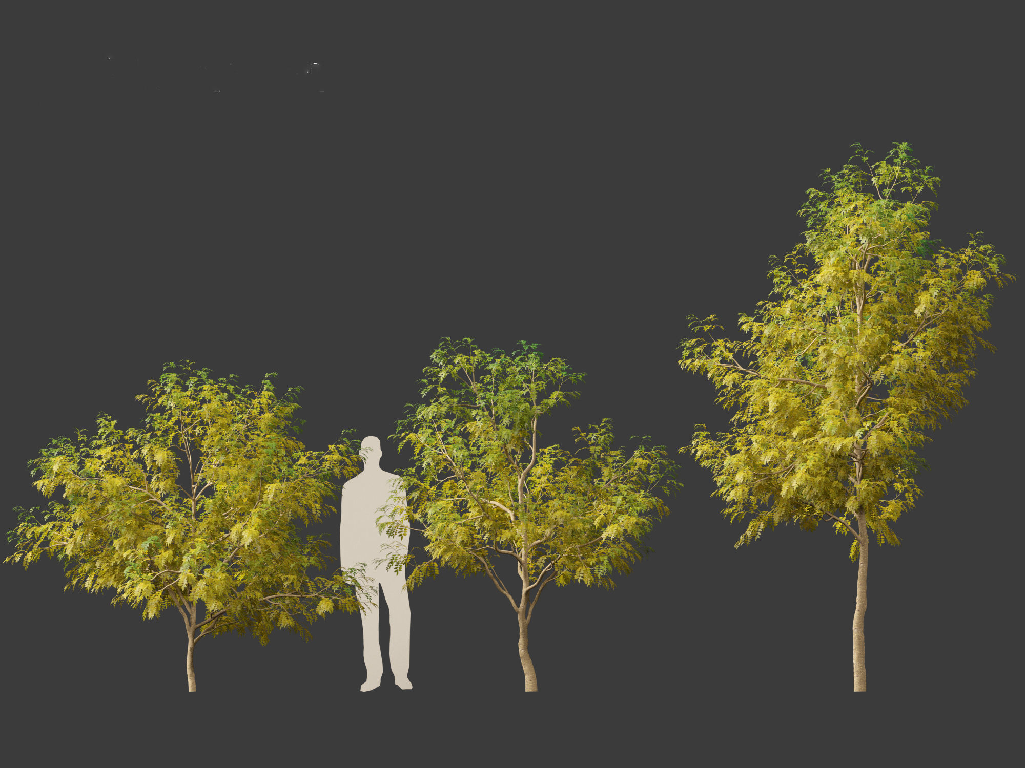 Styphnolobium japonicum - Japanese pagoda tree 02 3D model_3