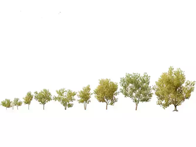 Styphnolobium japonicum - Japanese pagoda tree 02 3D model