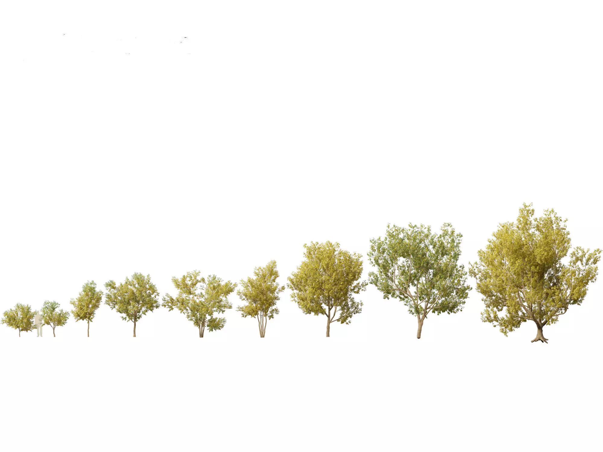 Styphnolobium japonicum - Japanese pagoda tree 02 3D model_0