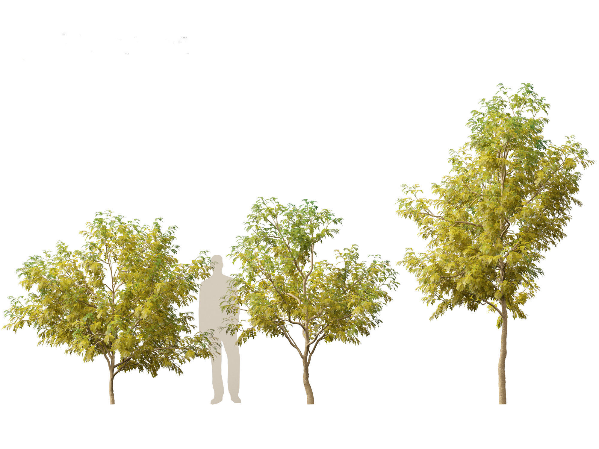 Styphnolobium japonicum - Japanese pagoda tree 02 3D model_2