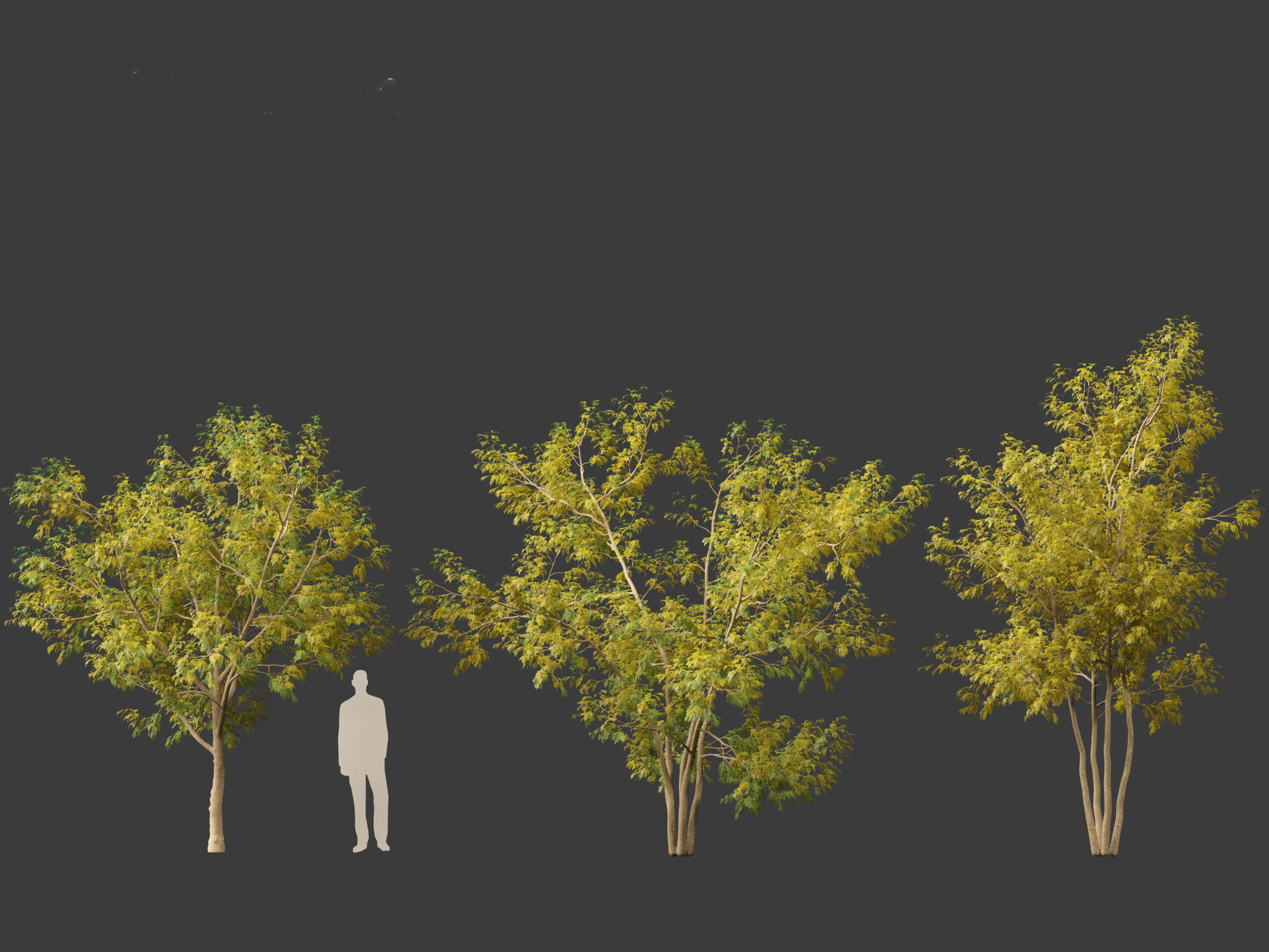 Styphnolobium japonicum - Japanese pagoda tree 02 3D model_5