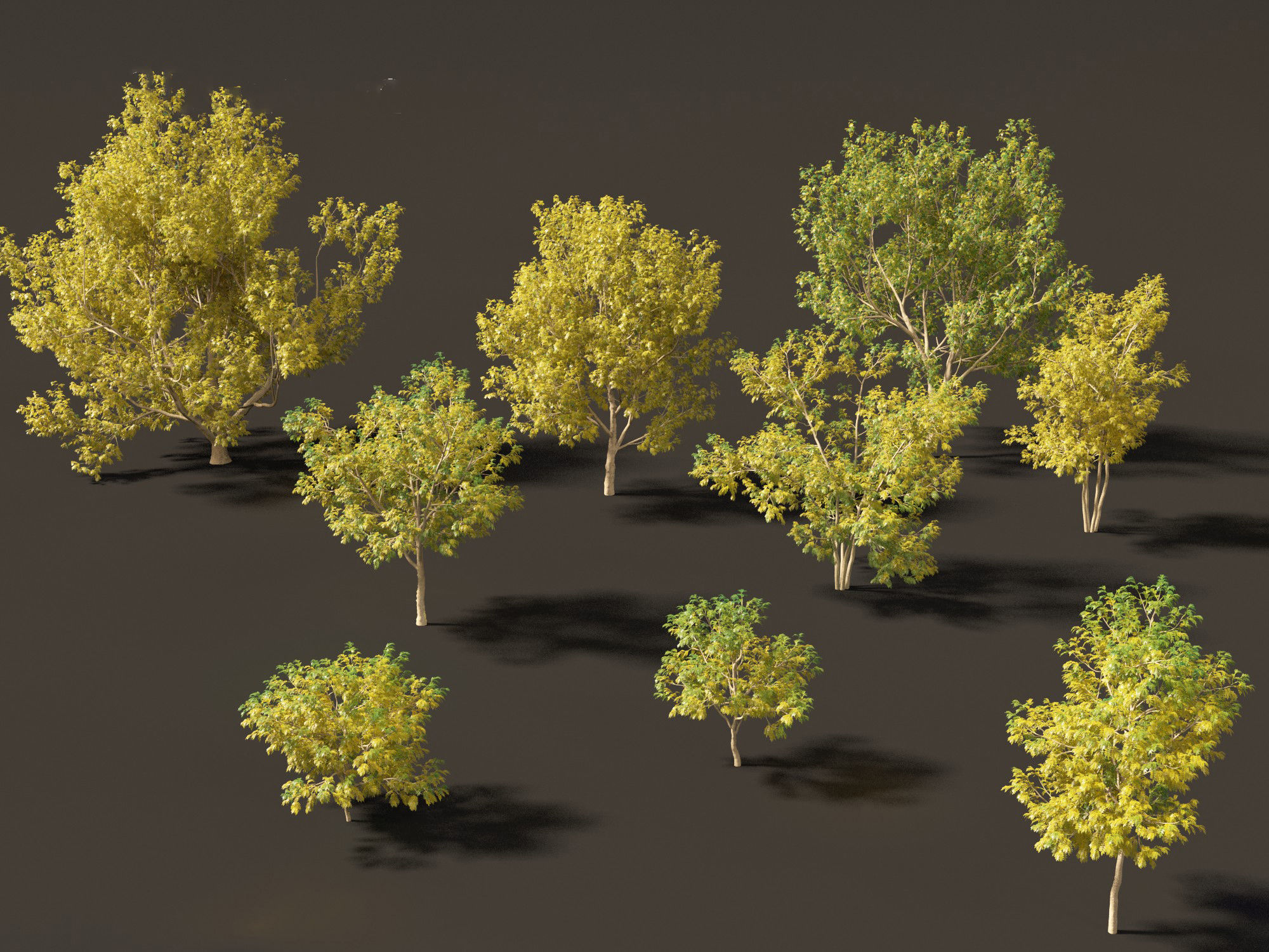 Styphnolobium japonicum - Japanese pagoda tree 02 3D model_8