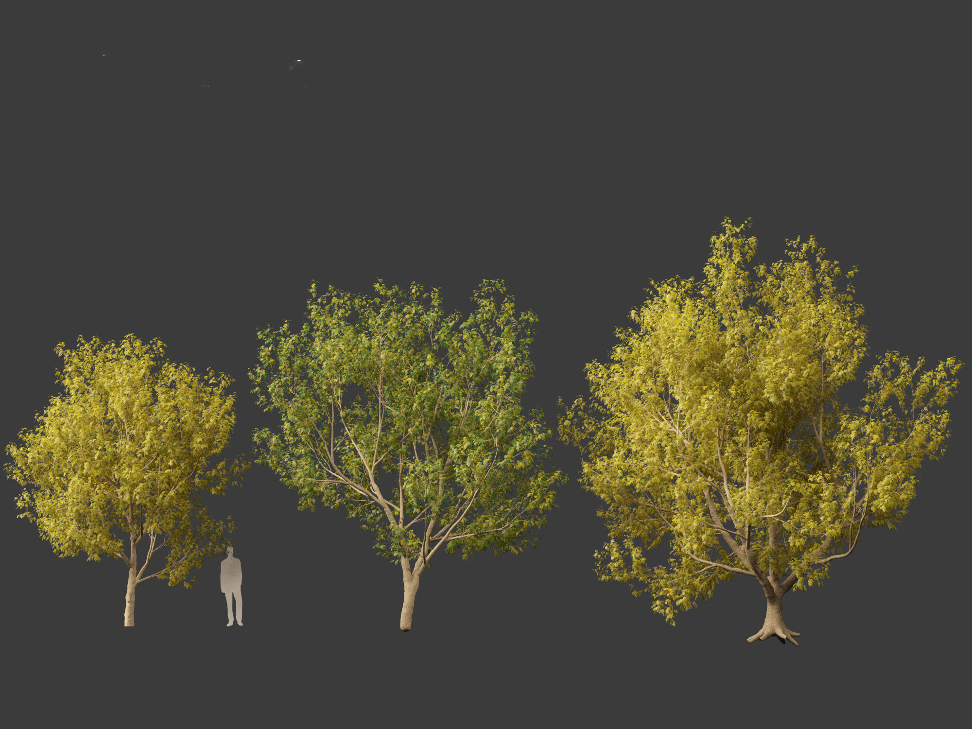 Styphnolobium japonicum - Japanese pagoda tree 02 3D model_7