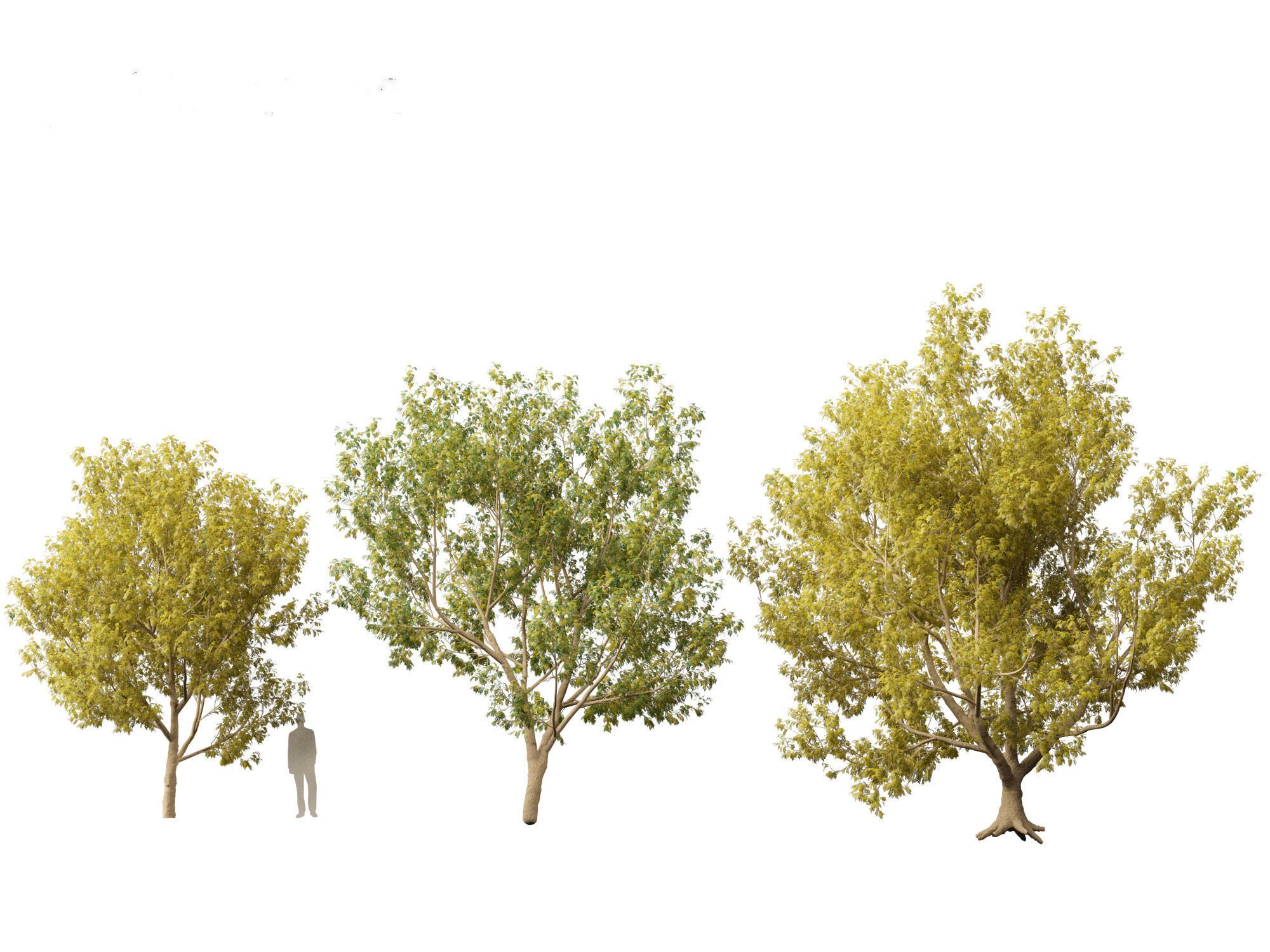 Styphnolobium japonicum - Japanese pagoda tree 02 3D model_6