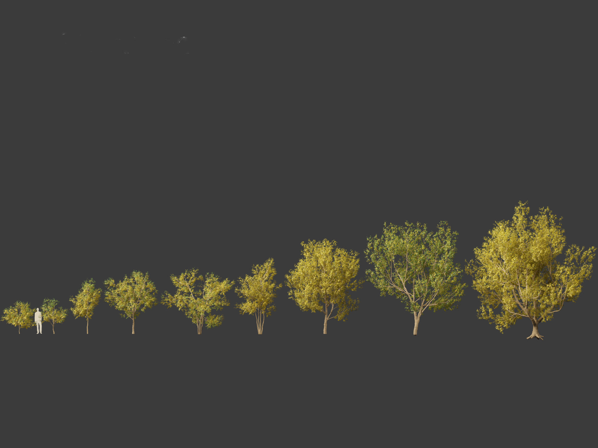 Styphnolobium japonicum - Japanese pagoda tree 02 3D model_1