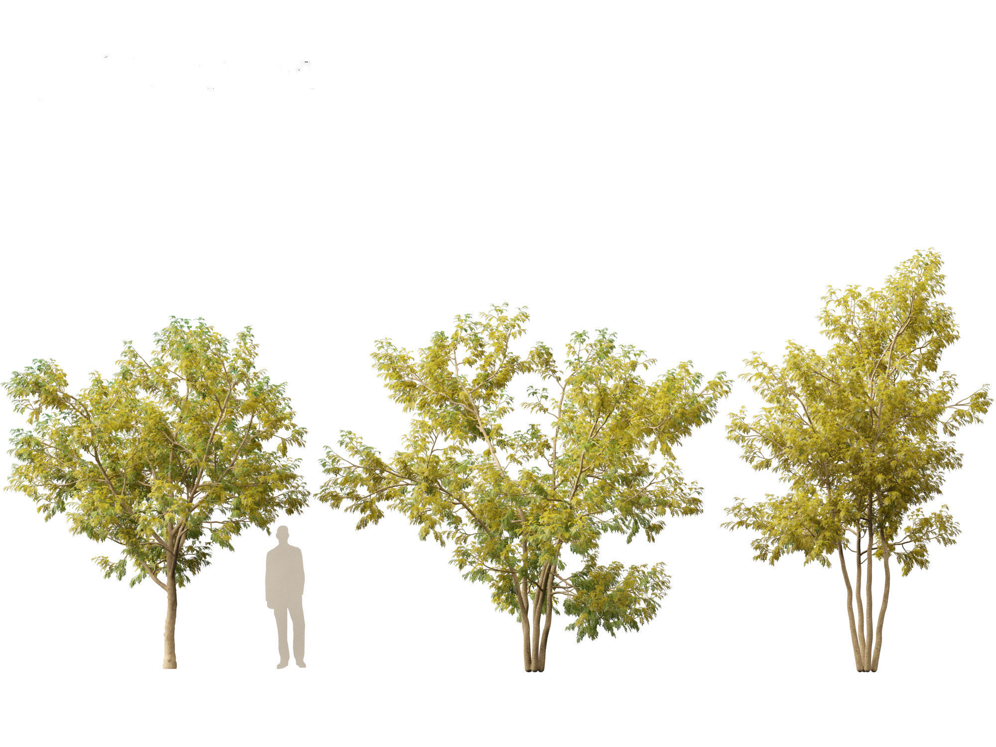 Styphnolobium japonicum - Japanese pagoda tree 02 3D model_4