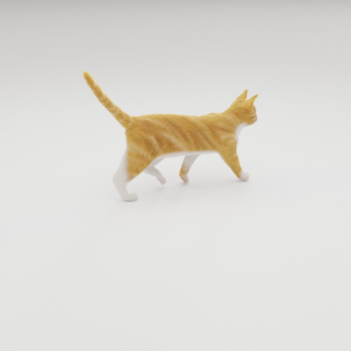 Realistic Cat Rigged 3D model_42