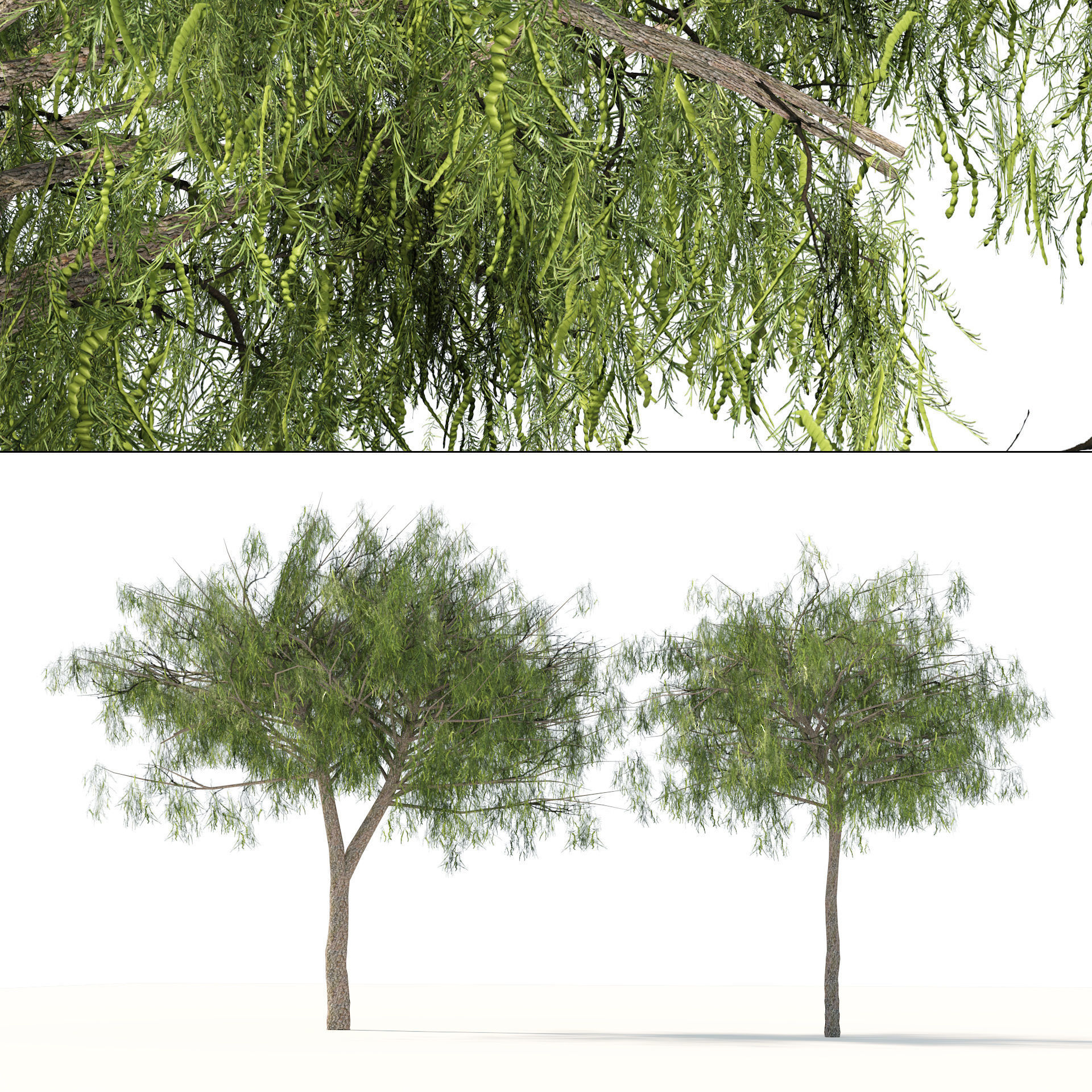 low poly ghaf trees of Emirates Low-poly 3D model_6
