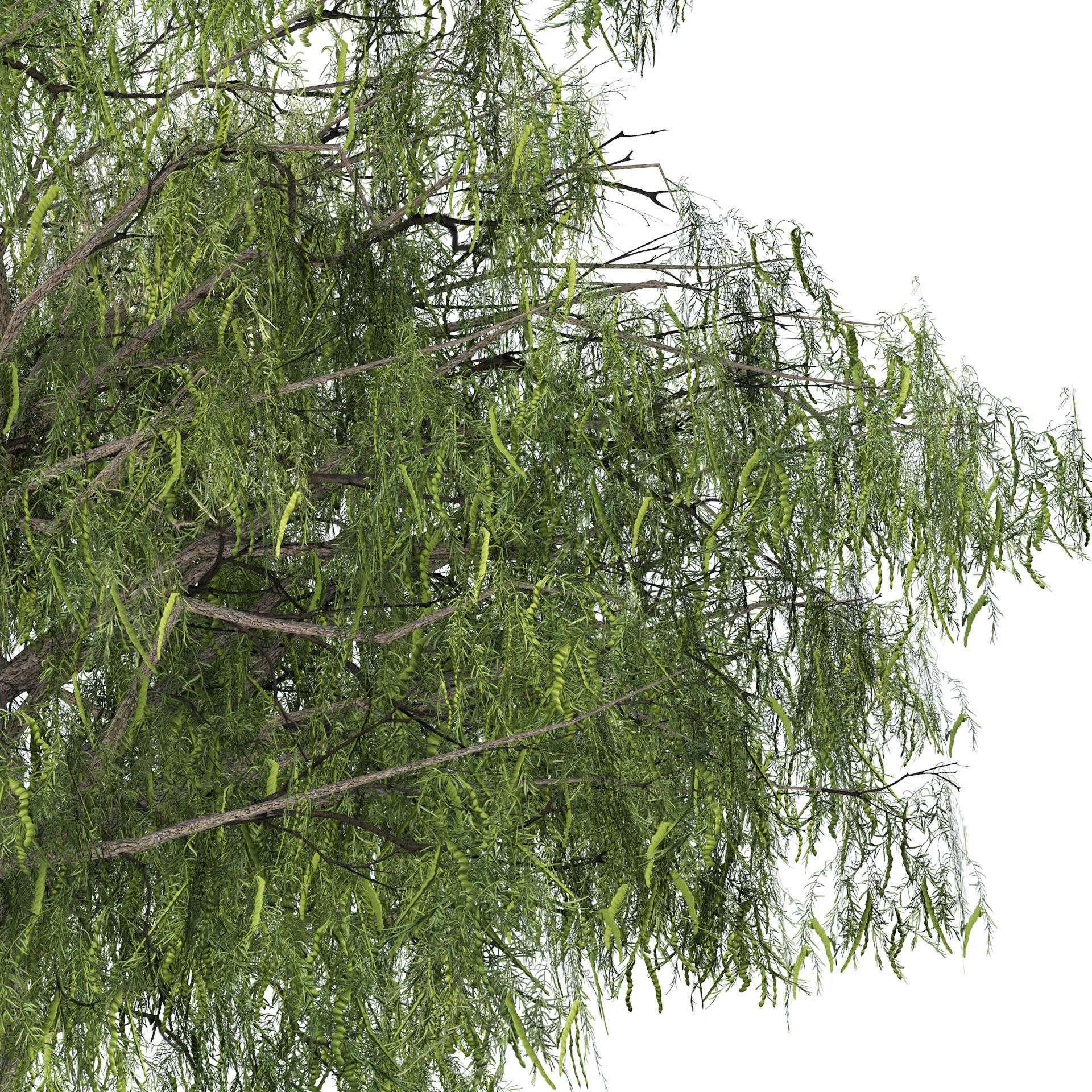 low poly ghaf trees of Emirates Low-poly 3D model_2