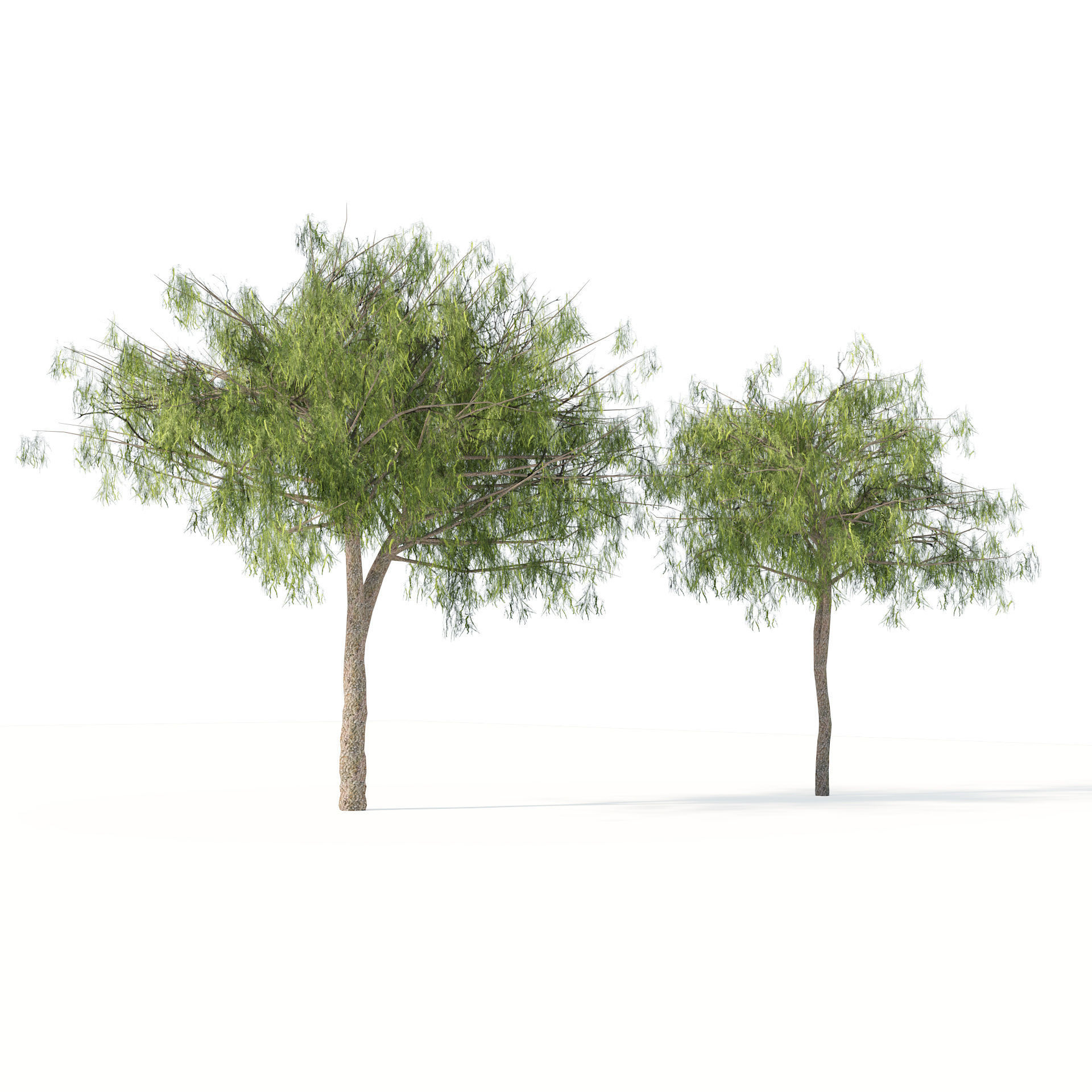 low poly ghaf trees of Emirates Low-poly 3D model_4