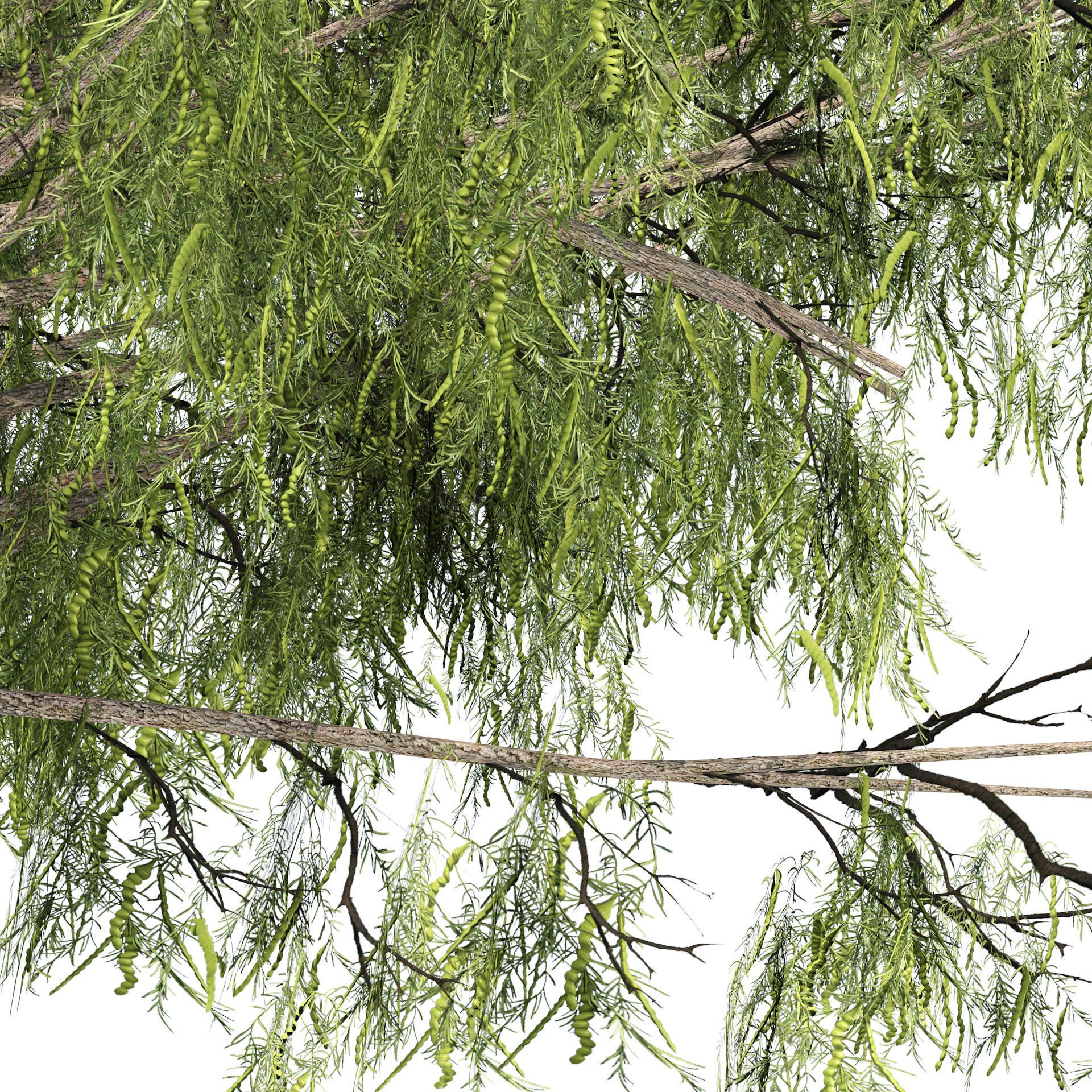 low poly ghaf trees of Emirates Low-poly 3D model_3