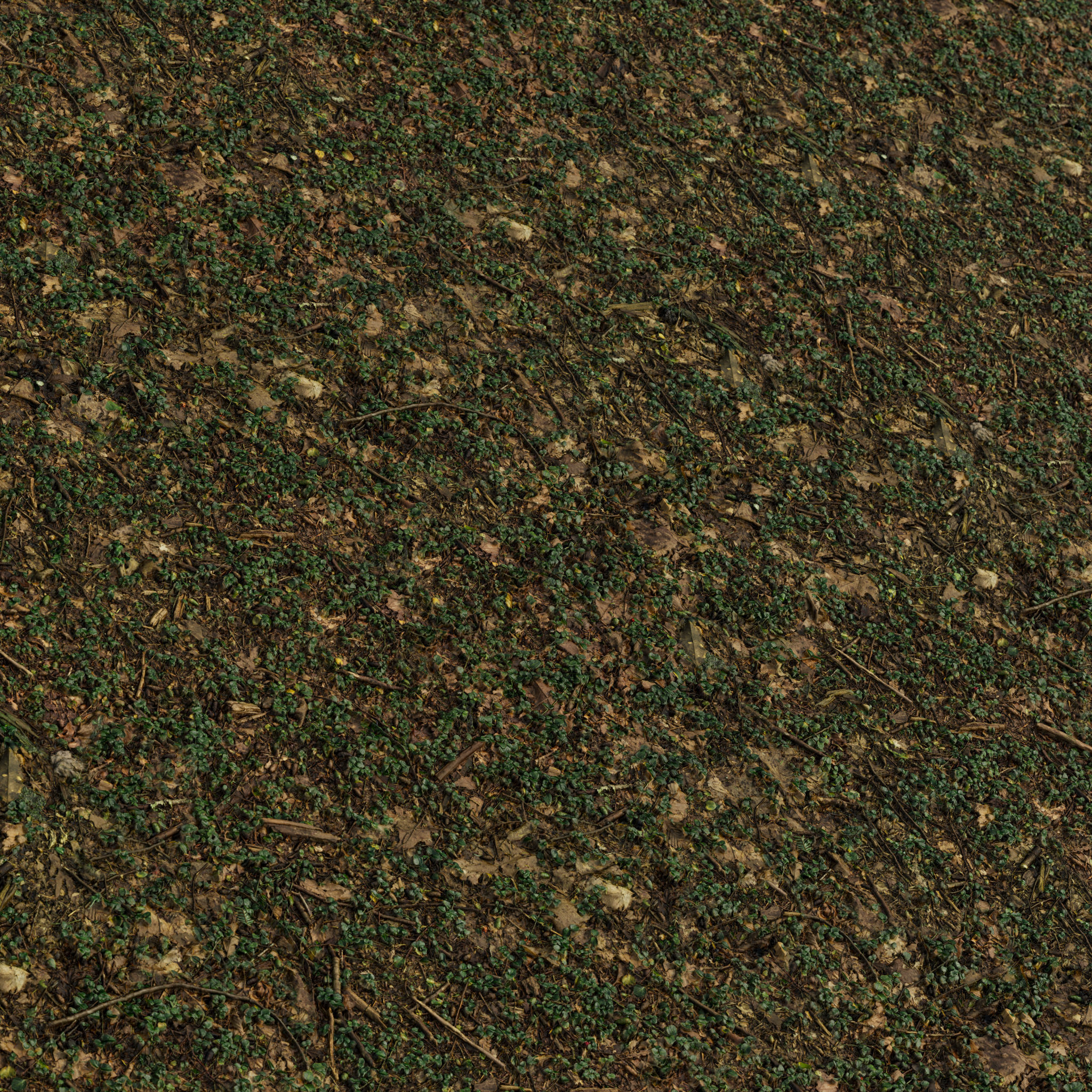 Forest Ivy Ground 01 - Free 4K Material Texture_2