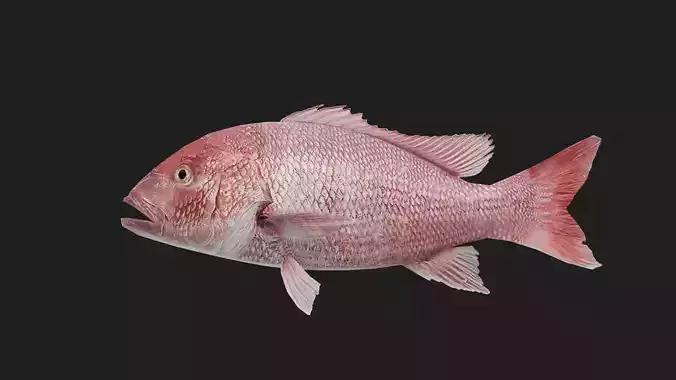 Snapper