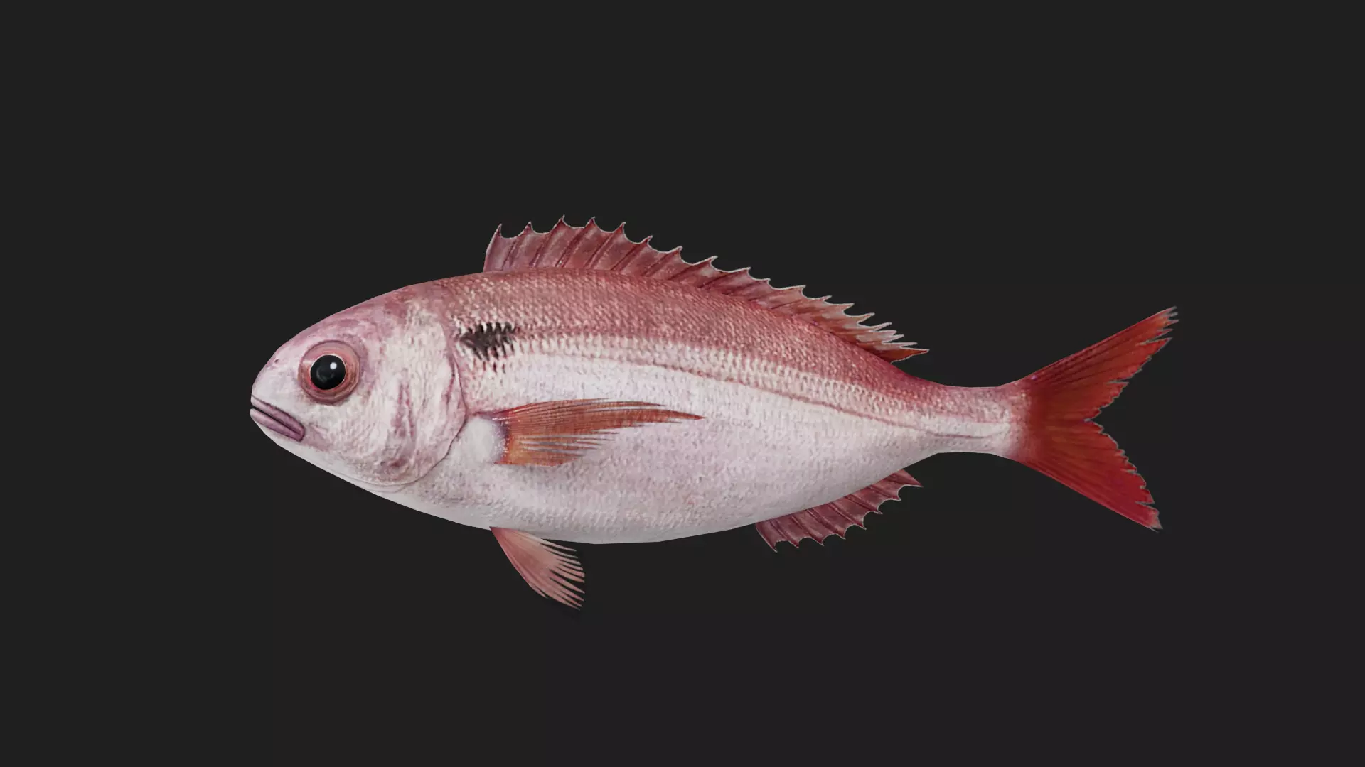 Snapper Low-poly 3D model_0