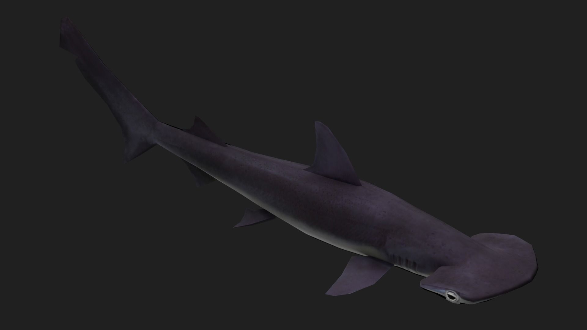 Shark Low-poly 3D model_2