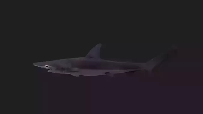 Shark