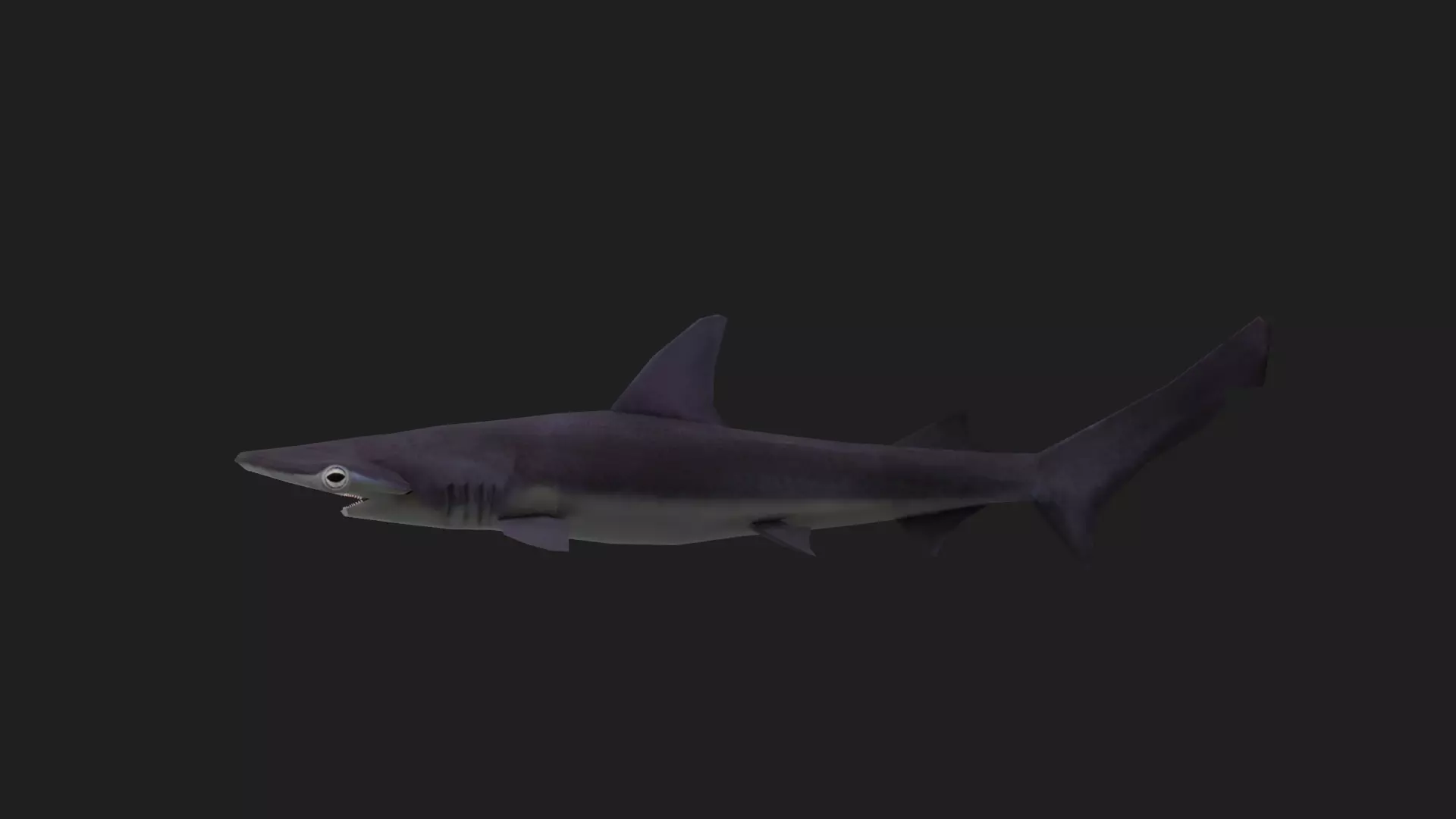 Shark Low-poly 3D model_0