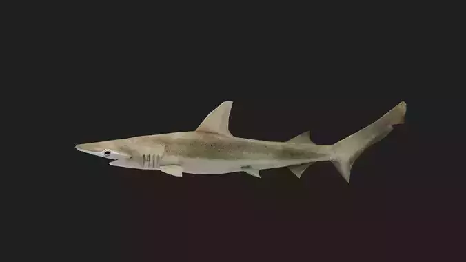 Shark