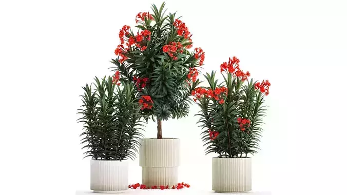 Beautiful plants red flowers Nerium oleander in pots 1367
