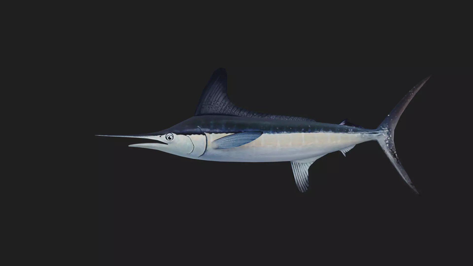 Marlin Low-poly 3D model_0