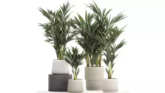 Beautiful Plant Potted Howea Palm Trees 1368