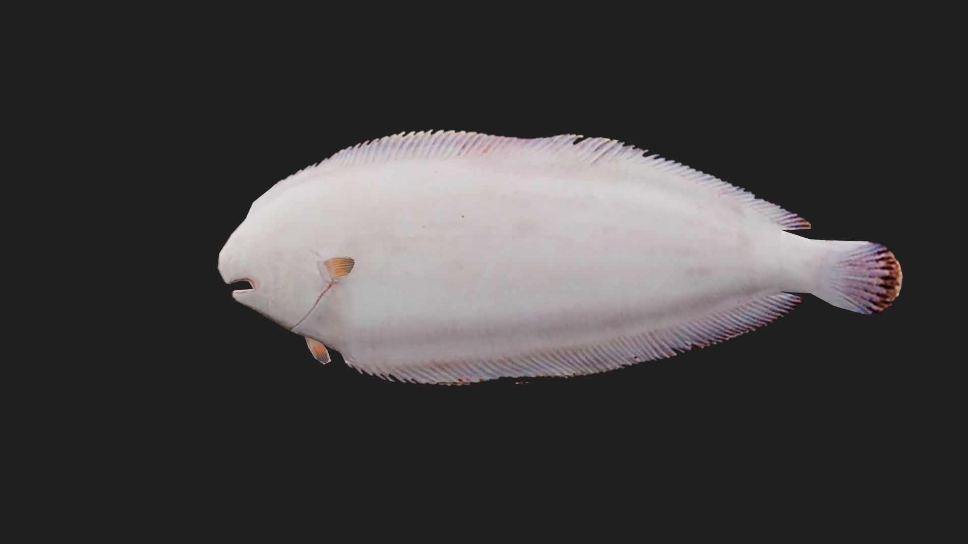 Flatfish Low-poly 3D model_2