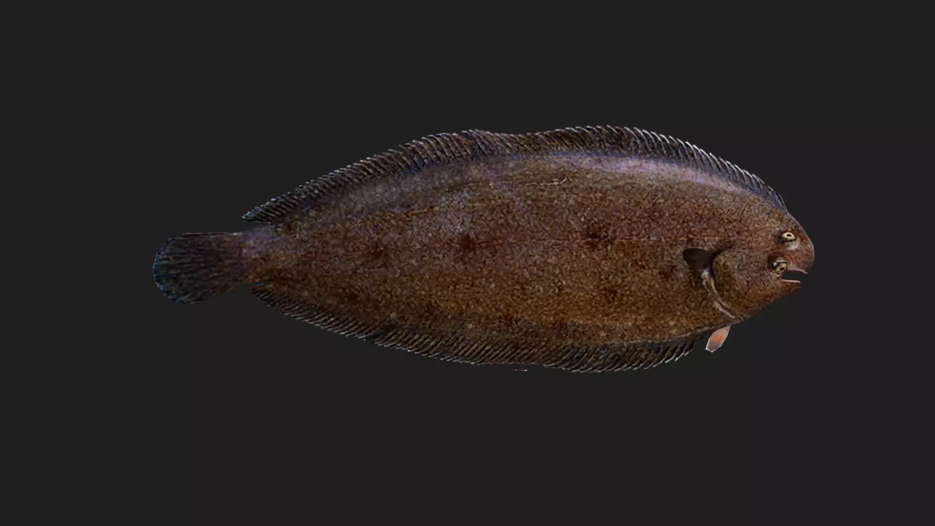 Flatfish Low-poly 3D model_0
