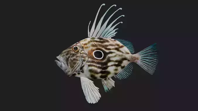 Dory fish Low-poly 3D model
