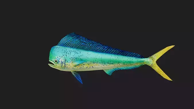 Dolphinfish Low-poly 3D model