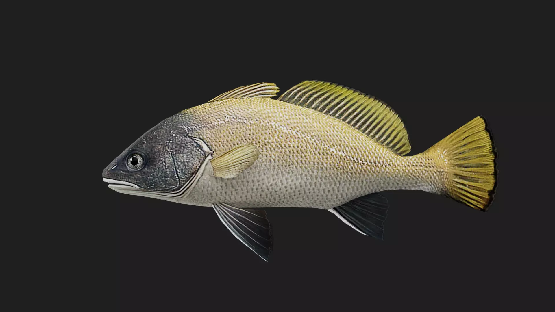 Corb fish Low-poly 3D model_0