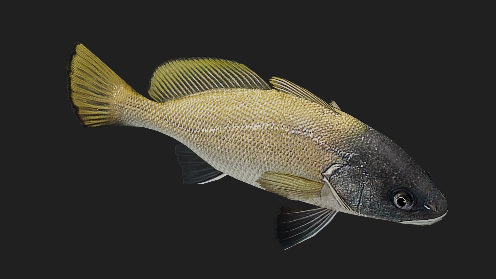 Corb fish Low-poly 3D model_2
